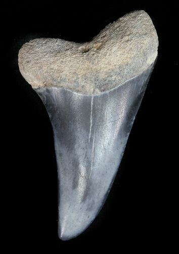 Fossil Mako (Isurus) Tooth - Bone Valley, Florida #48699